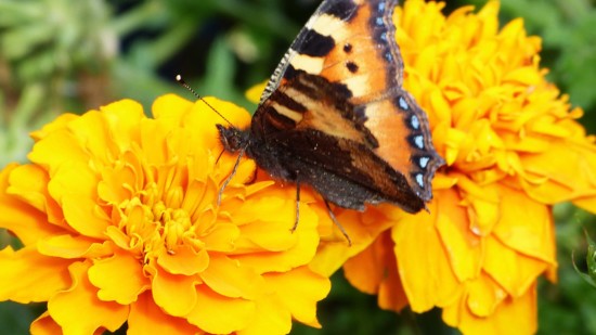 Schmetterling im Sommer